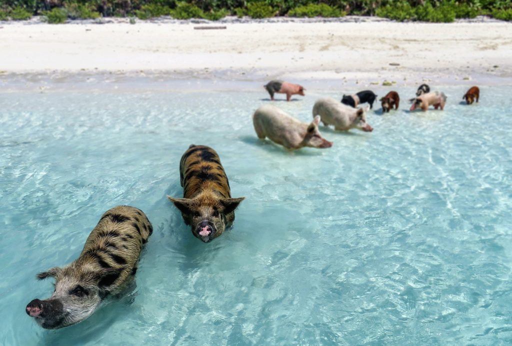 Islas de los cerdos en Bahamas