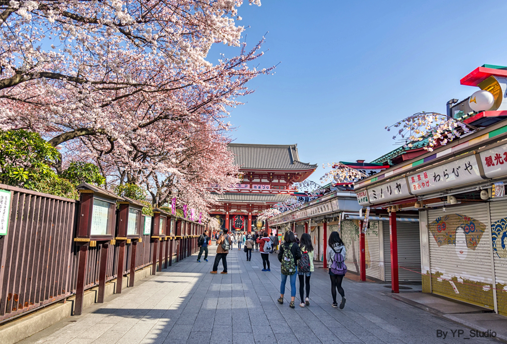 El florecer de los arboles de cerezo, primavera de Tokio - Shutterstock Image