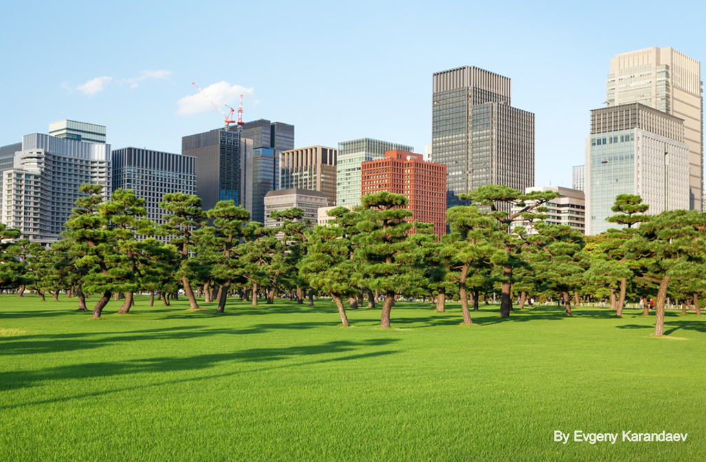 La jungla de concentro en armonia de con arboles de pino. Ciudad de Tokio -Shutterstock Image