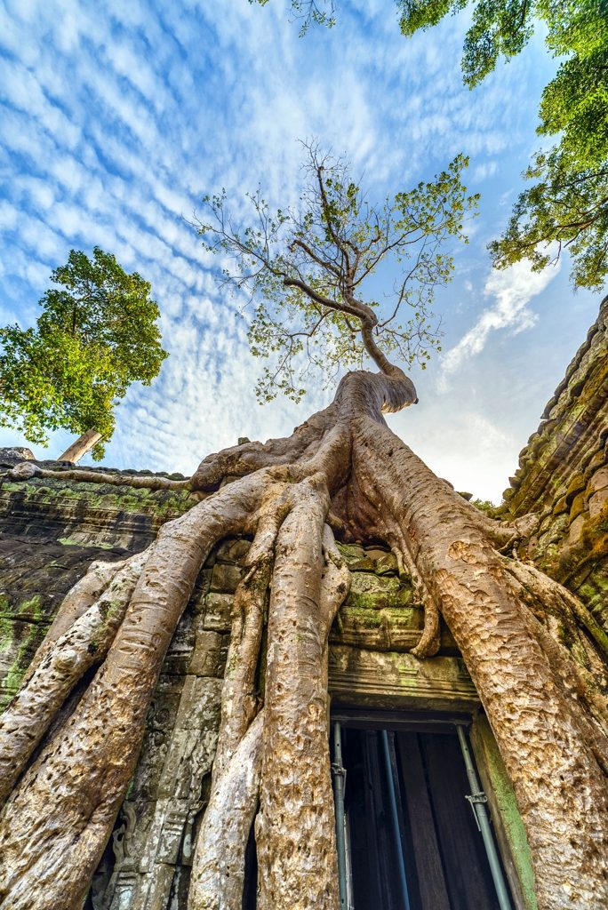 Templo Ta Prohm inmerso en la selva - frepik image
